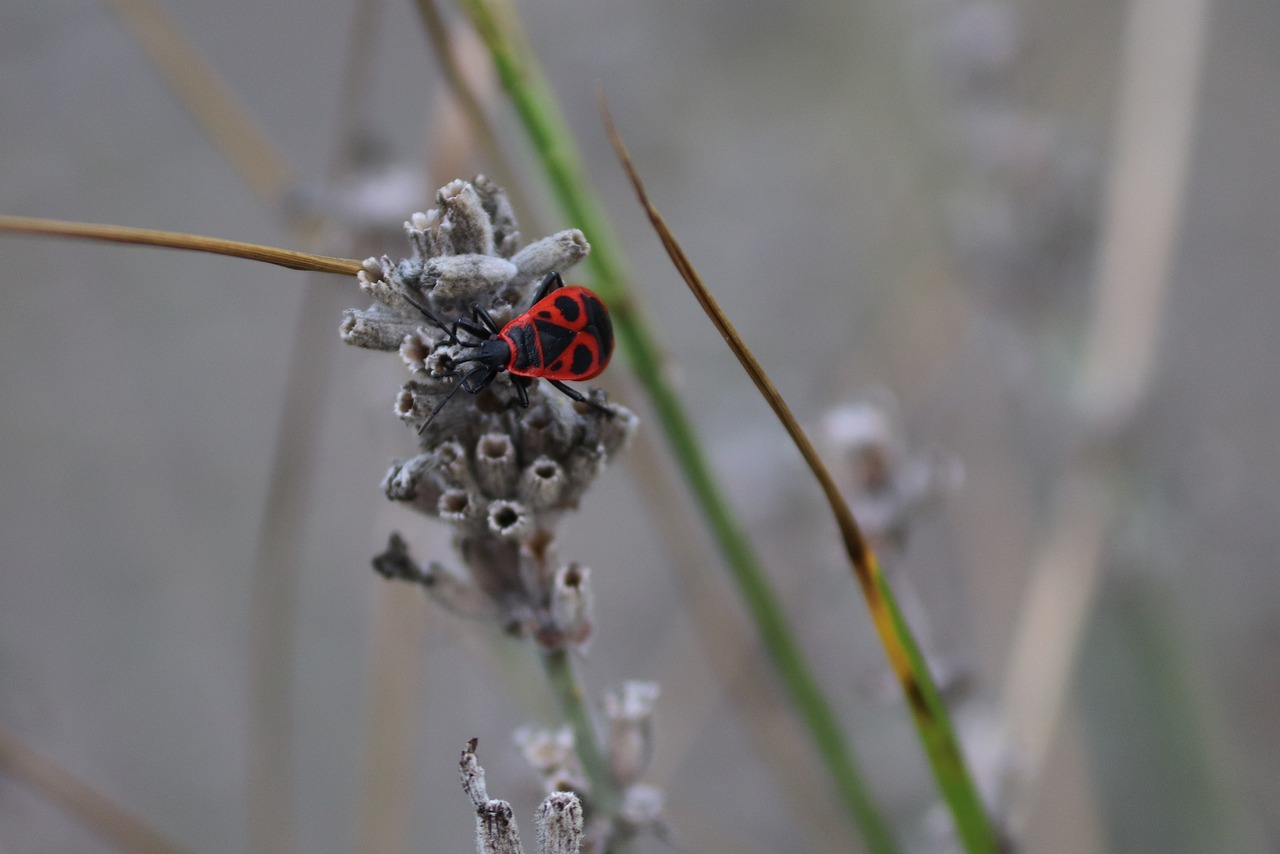 Pest Control in Homes - Health and Safety Implications